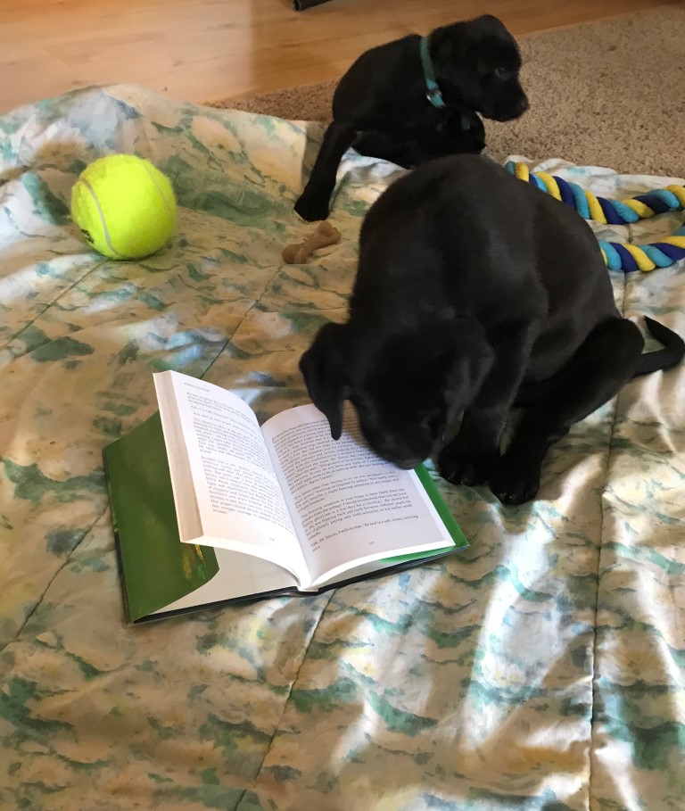 #bookhounds #Labradors #fallenlotuspetals